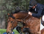 Le Jeune Farouk TosTour 2013- S5 3283 : Arezzo Equestrian Centre, Farouk de la Pomme, Le Jeune Philippe, Toscana Tour 2013, foto di Stefano Secchi ©